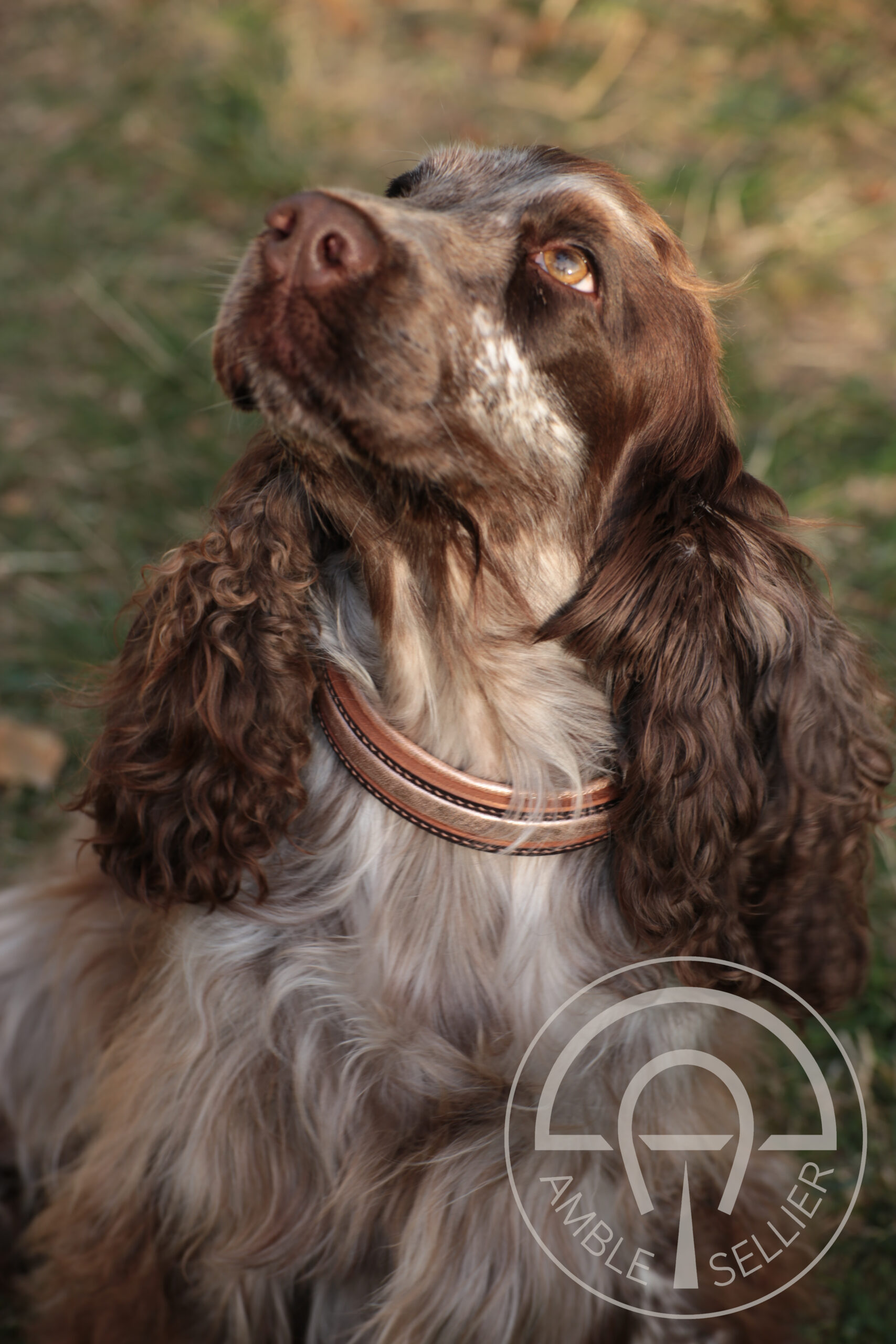 Collier pour chien en cuir de vache tannage végétal eben, doublure et insert en veau rose gold et bouclerie laiton - AMBLE Sellier