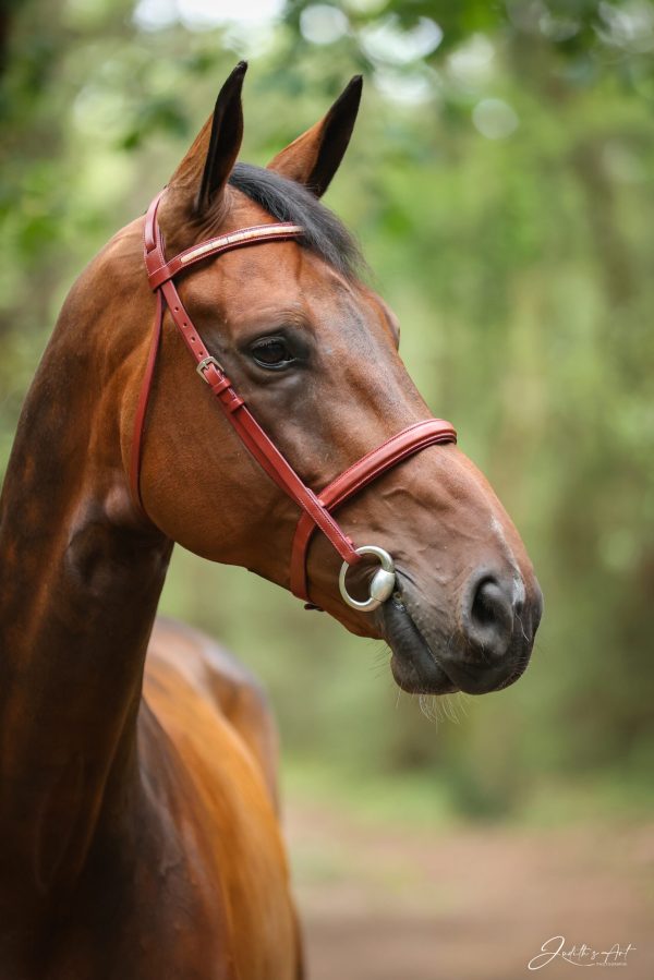 Bridon avec muserolle française en cuir de vache tannage végétal bordeaux, doublure veau bordeaux, insert en aventurine rose et bouclerie inox - AMBLE Sellier