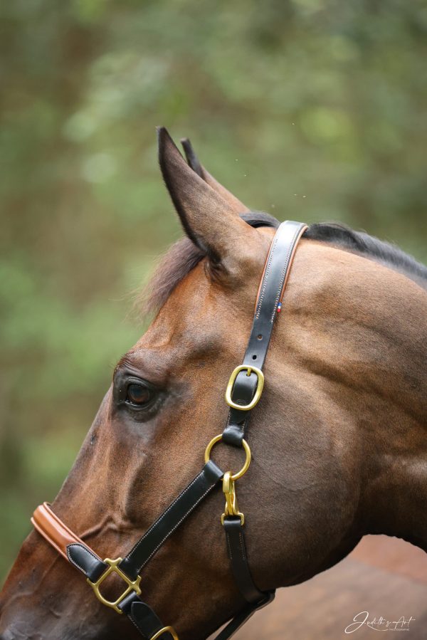 Licol d'écurie en cuir de vache tannage végétal noir et veau cognac, bouclerie laiton - AMBLE Sellier